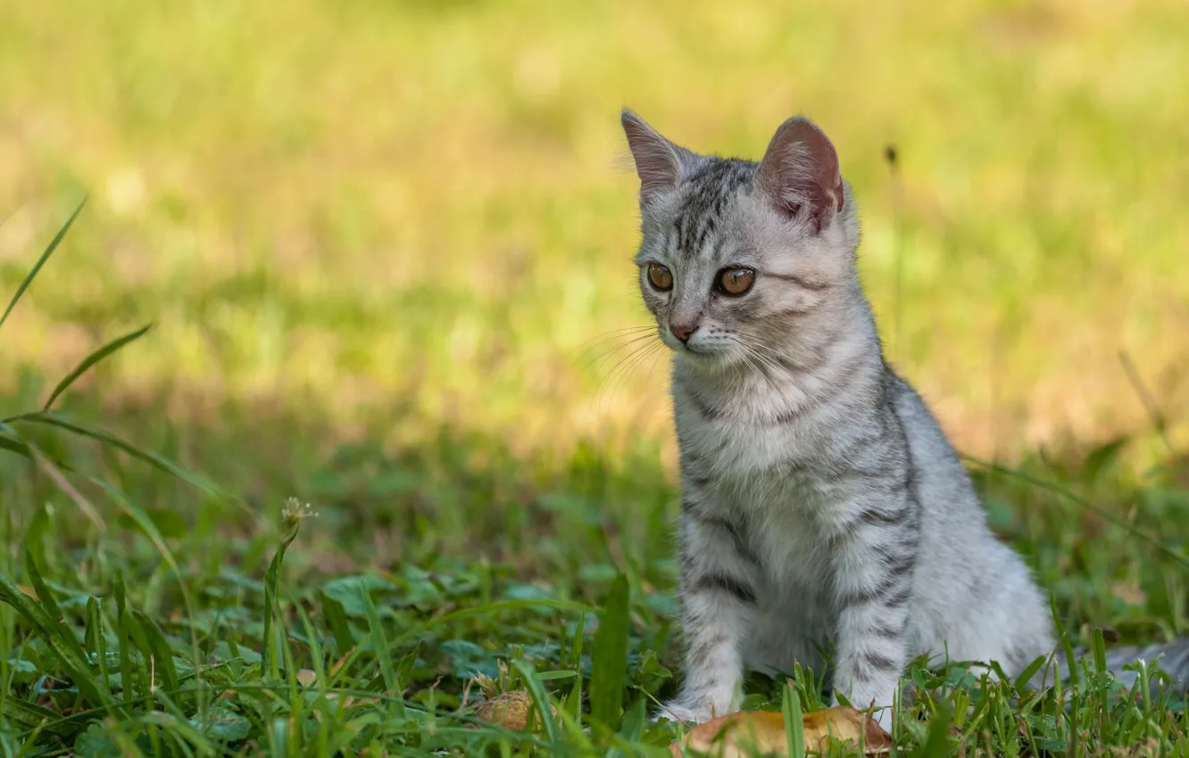 Photo wallpaper grass, grey, kitty, bokeh