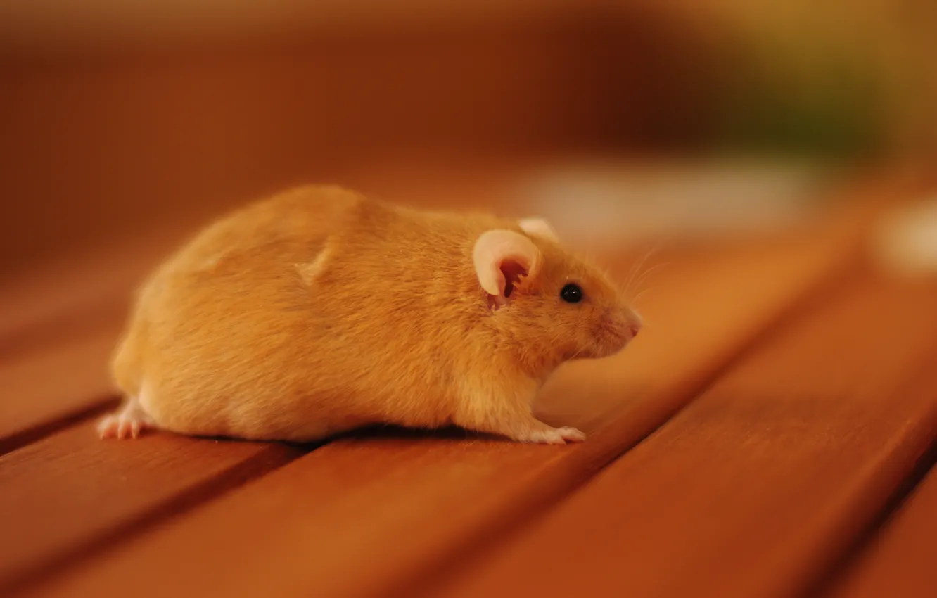 Photo wallpaper mouse, rat, rodent