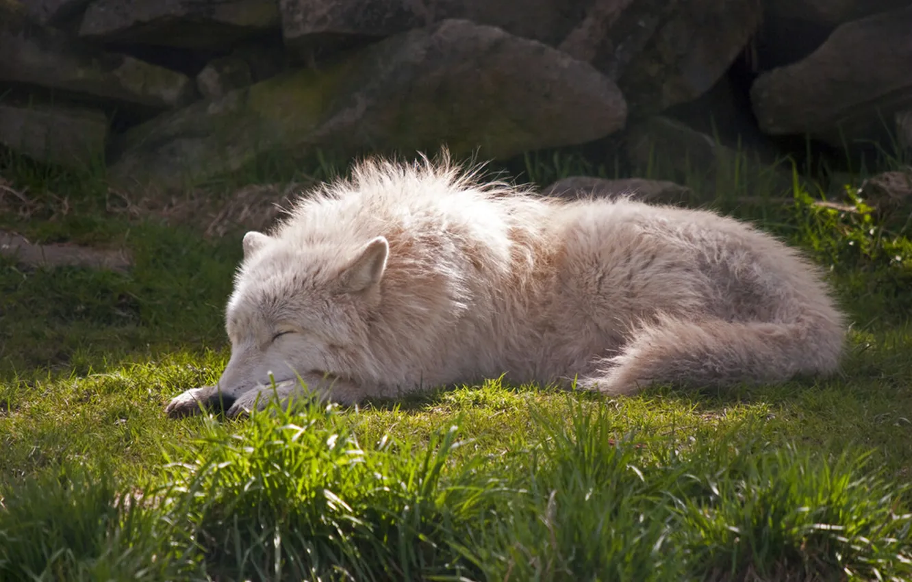 Photo wallpaper nature, snow, predator, face, animal, wolf, wildlife, portrait