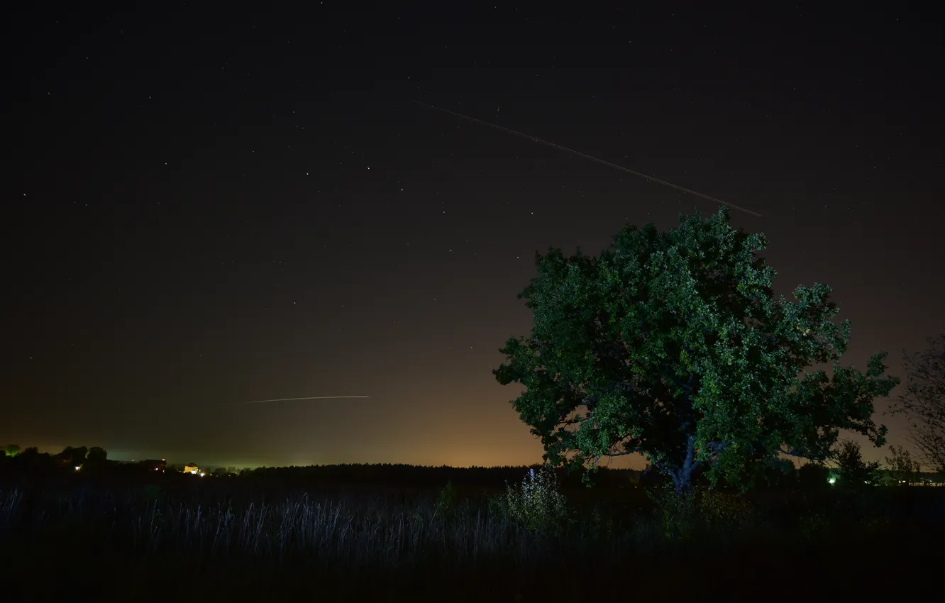 Photo wallpaper stars, trees, night, dark, horizon