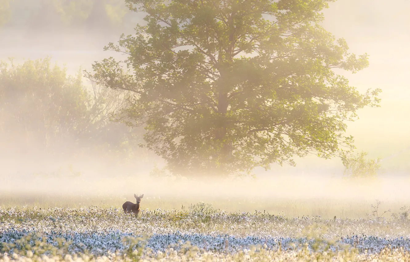 Photo wallpaper field, summer, fog, deer, morning