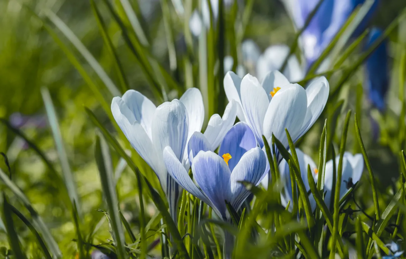 Photo wallpaper greens, leaves, flowers, blue, spring, crocuses, gentle, trio