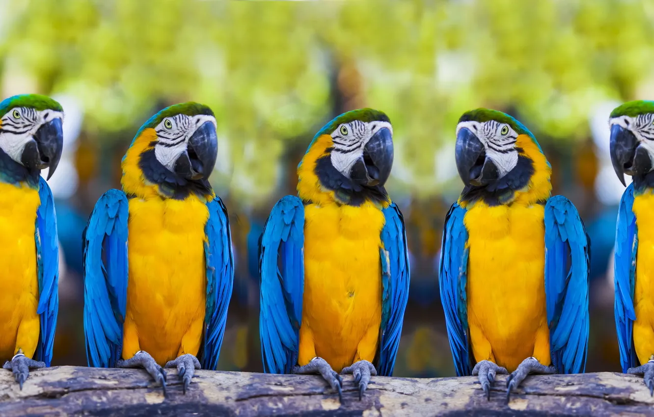Photo wallpaper bird, parrot, ara ararauna