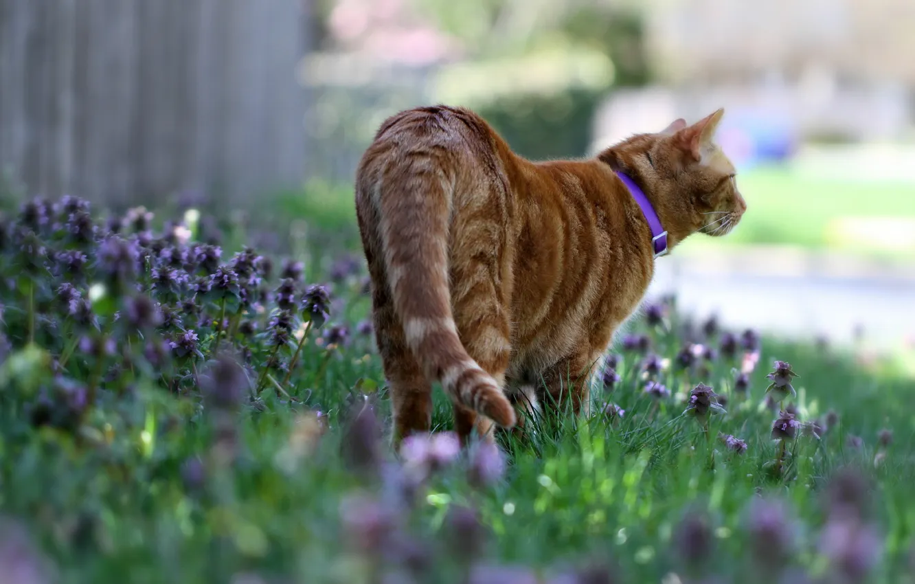 Photo wallpaper cat, summer, flowers