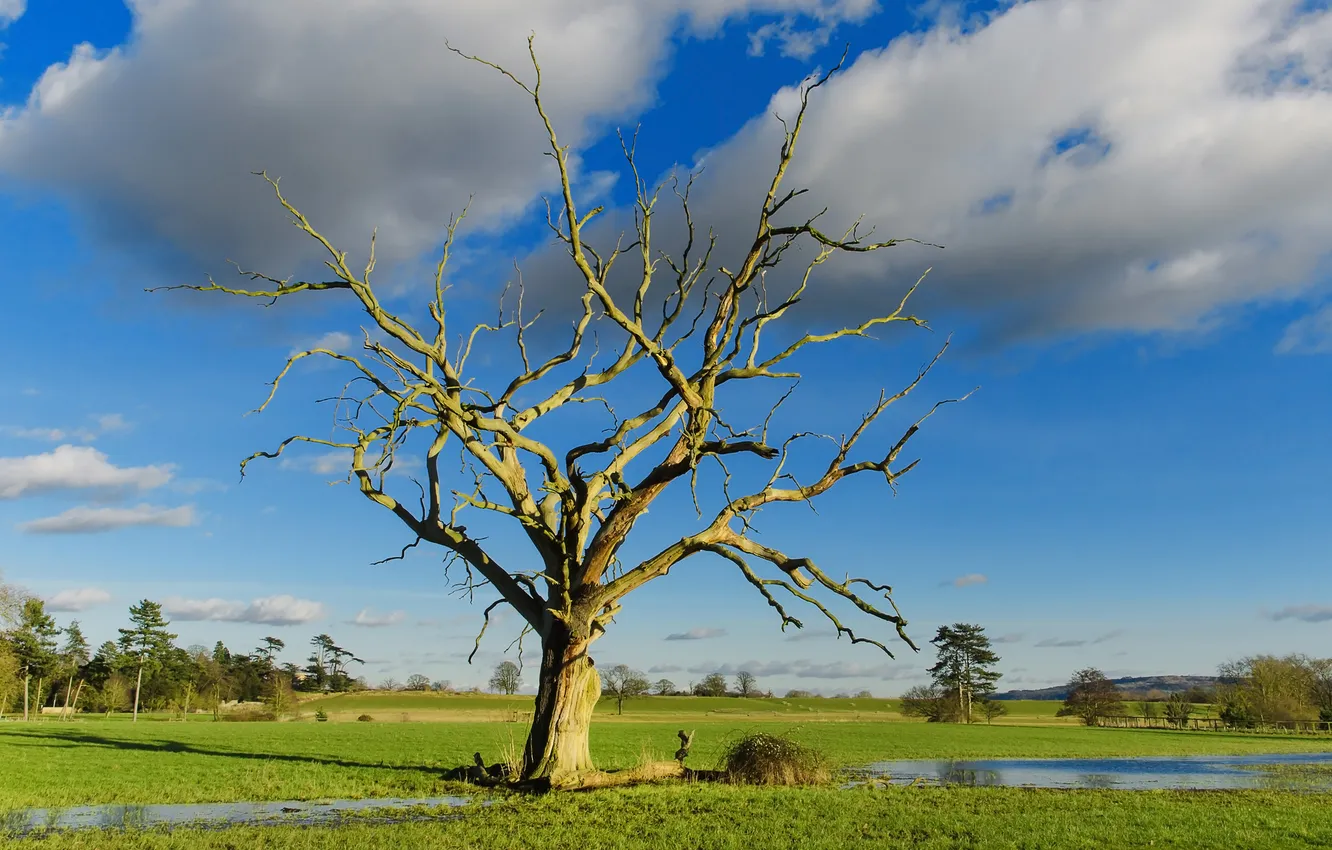 Photo wallpaper the sky, grass, clouds, trees, stream