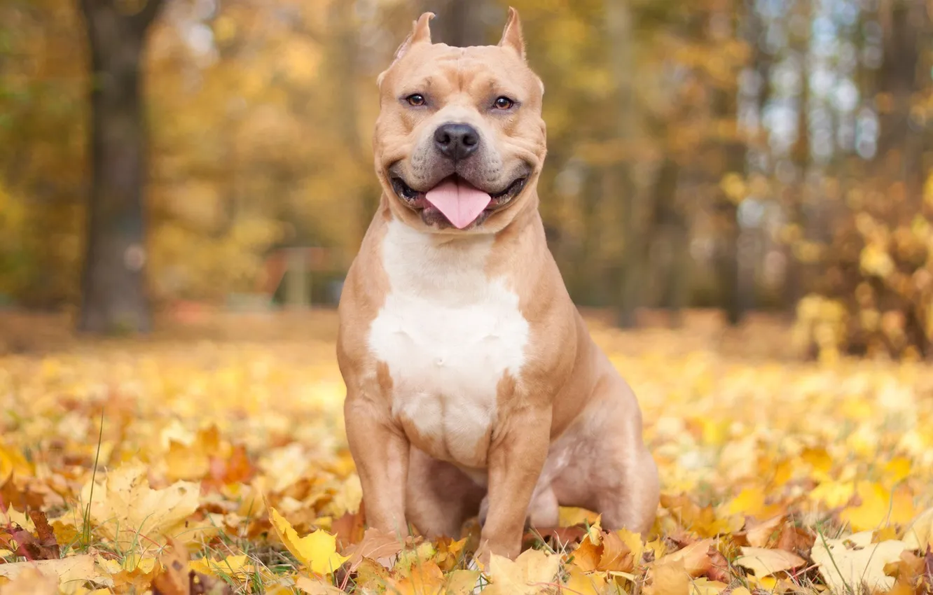 Photo wallpaper autumn, foliage, dog