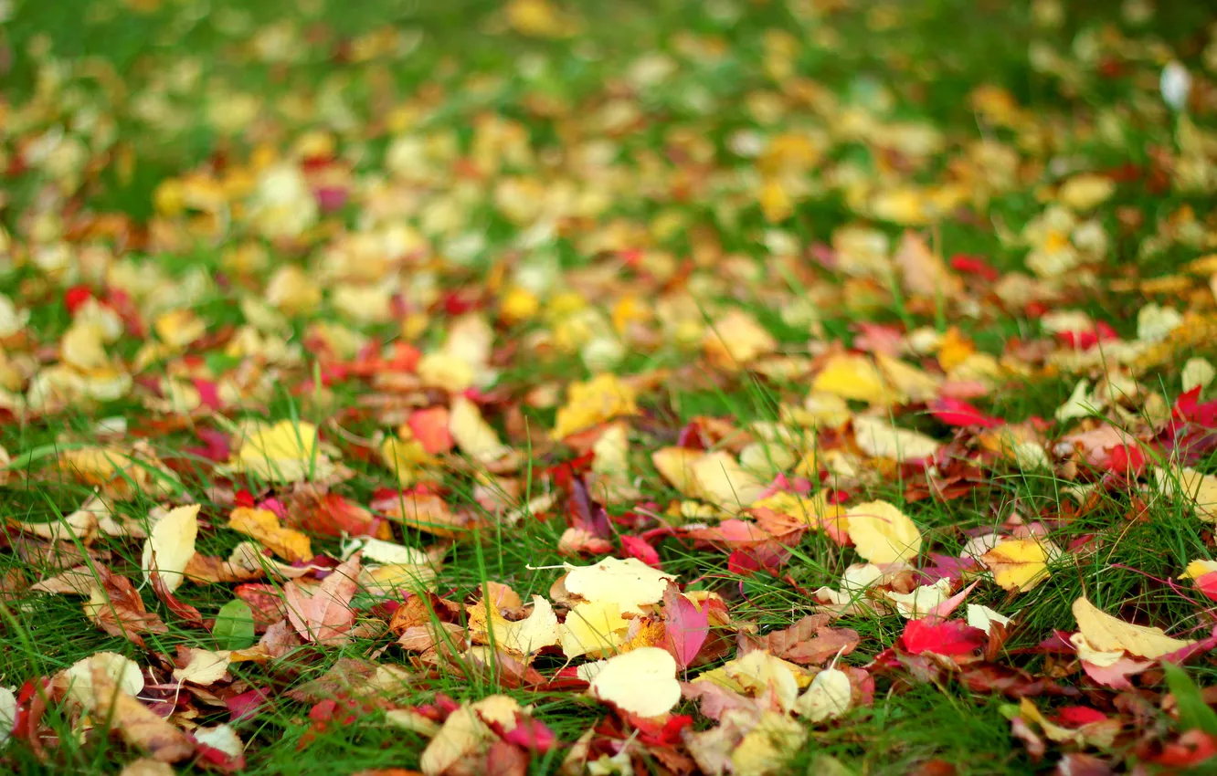 Photo wallpaper autumn, grass, leaves, blur