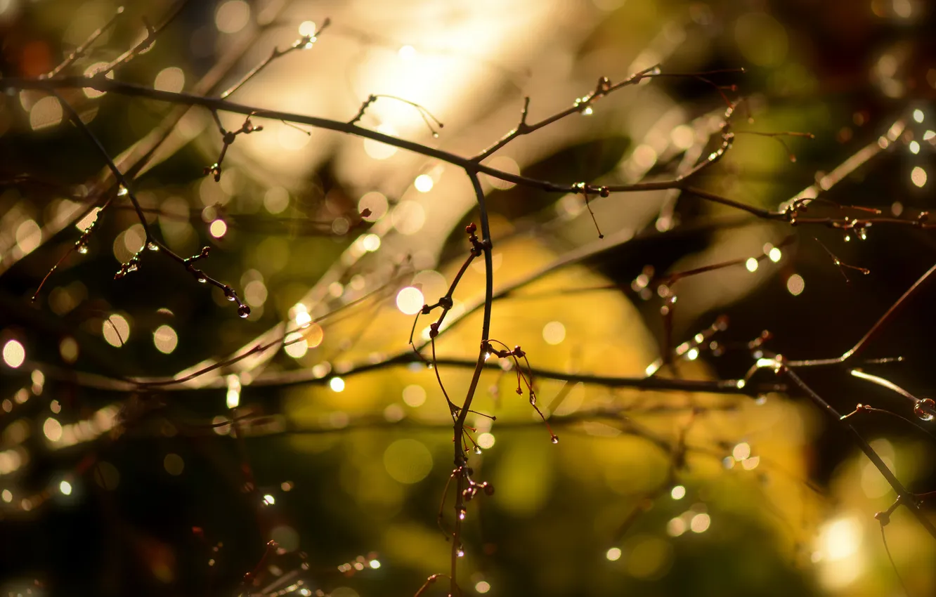 Photo wallpaper drops, macro, light, glare, spring, after the rain, kidney, time of the year