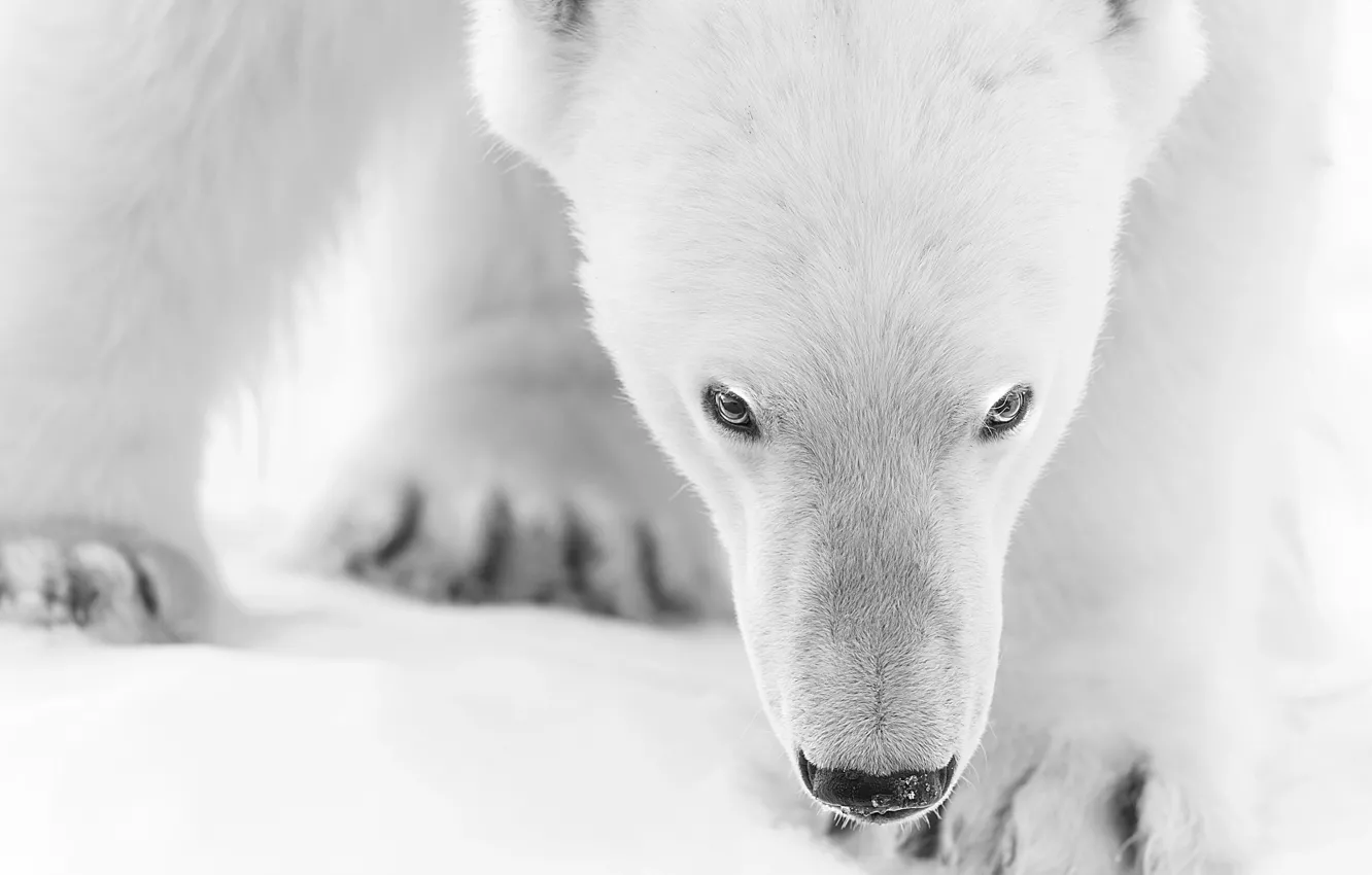 Photo wallpaper winter, face, polar bear, white bear