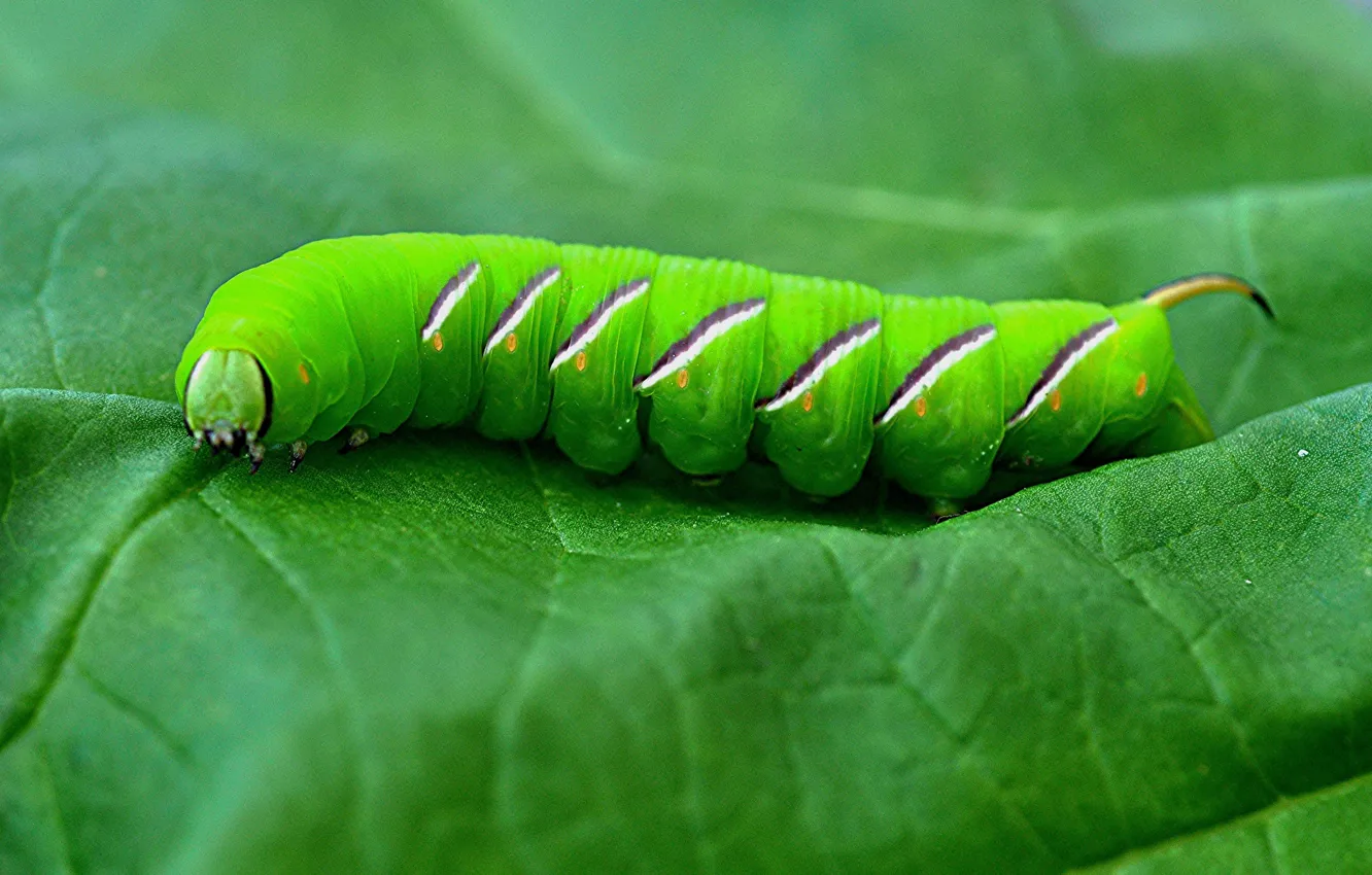 Photo wallpaper caterpillar, sheet, insect, the poplar hawk moth