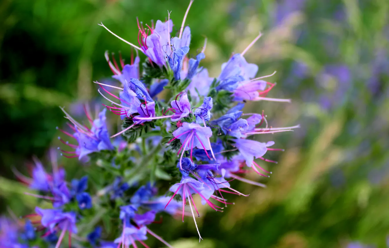 Photo wallpaper macro, flowers, blue color