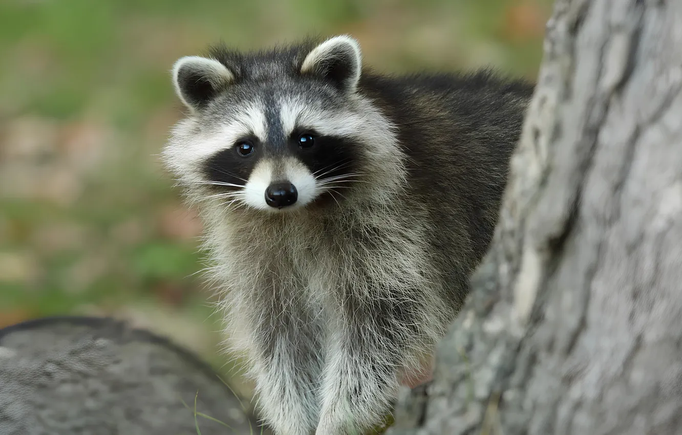 Photo wallpaper forest, trees, wool, raccoon