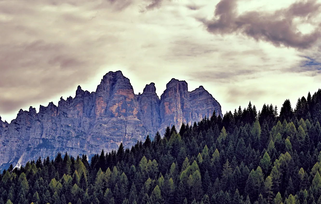 Photo wallpaper forest, mountains, nature