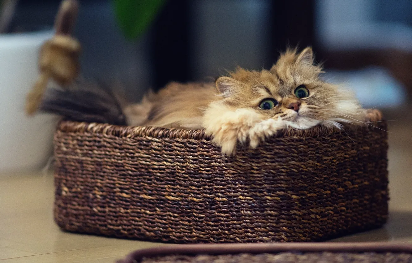 Photo wallpaper cat, cat, basket, kitty
