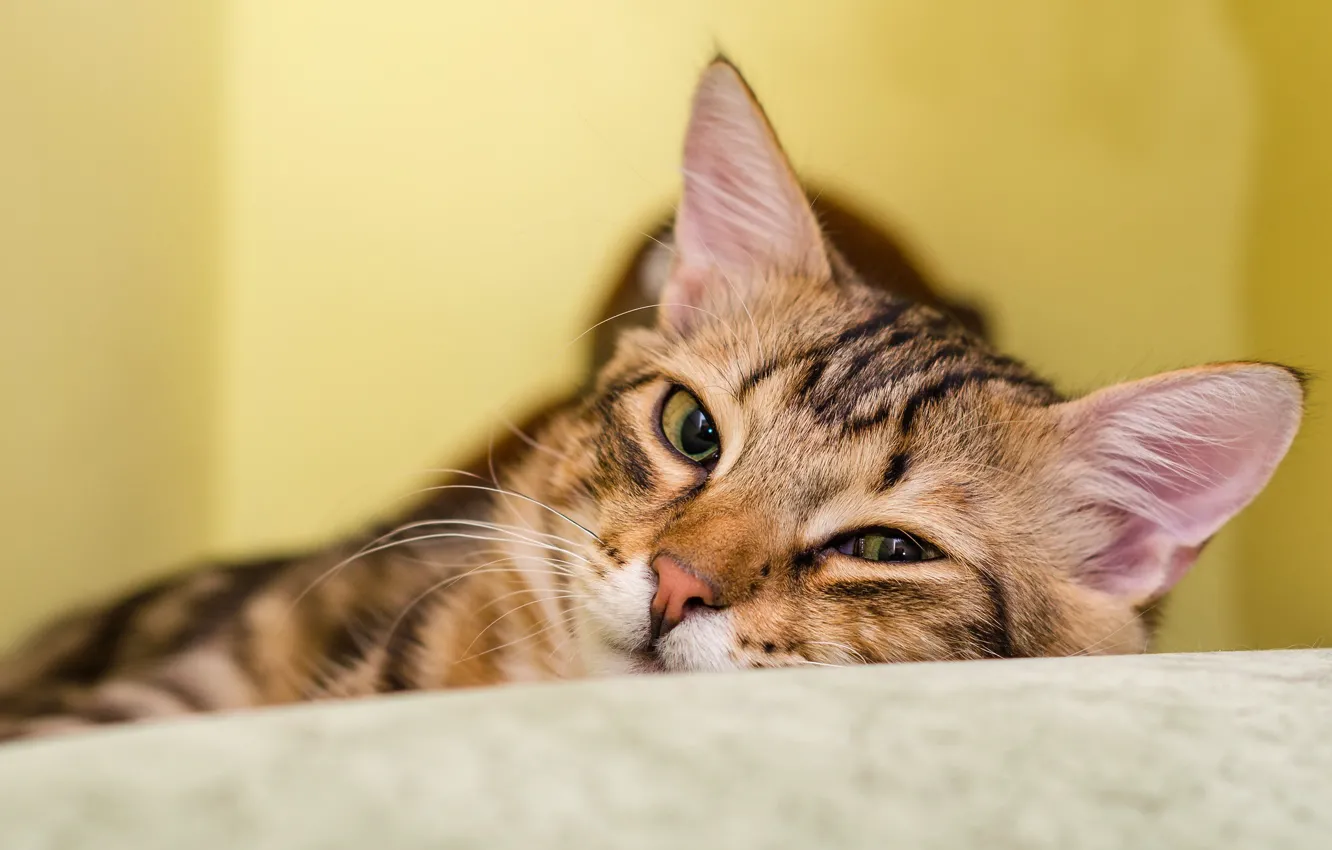 Photo wallpaper cat, cat, look, pose, portrait, lies, face, striped