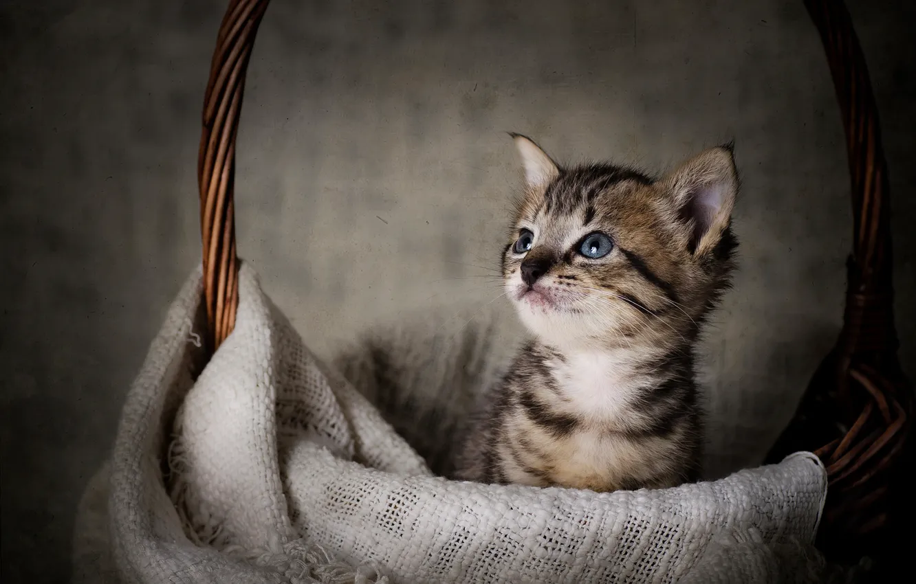 Photo wallpaper basket, baby, muzzle, kitty