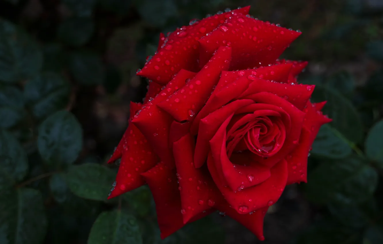 Photo wallpaper drops, macro, roses, red rose, buds