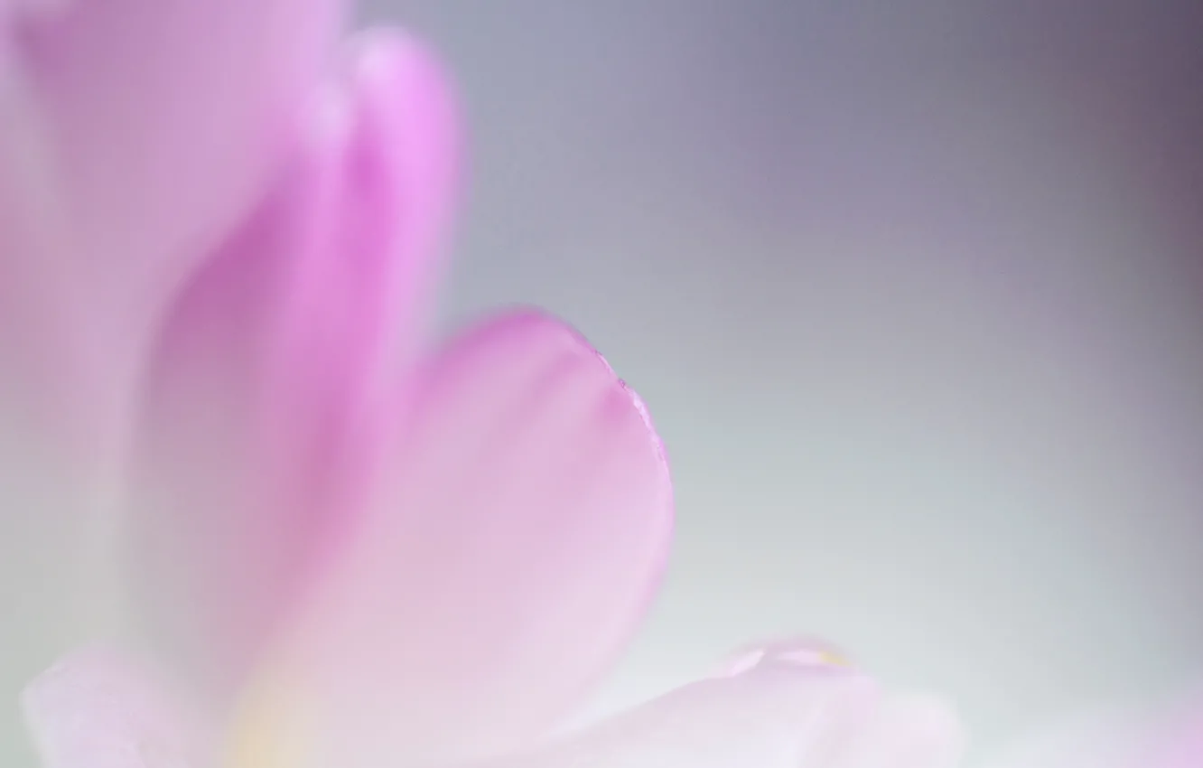 Photo wallpaper flowers, nature, paint, petals, kosmeya