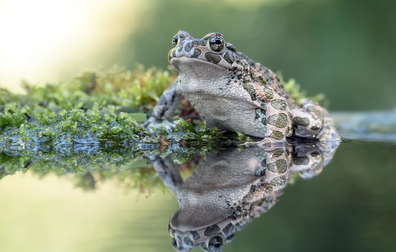 Photo wallpaper nature, swamp, frog