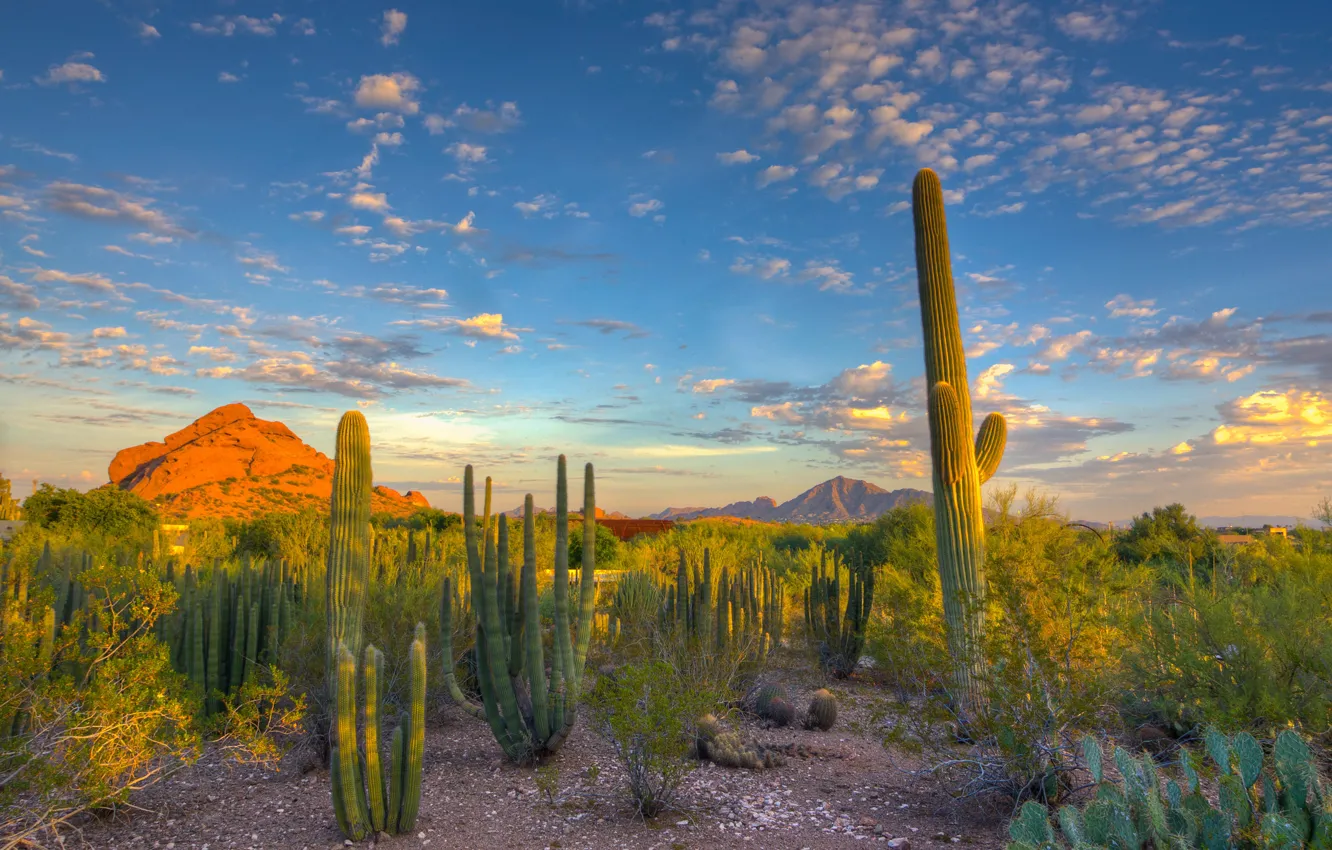 Photo wallpaper the sky, clouds, sunset, desert, mountain, cactus