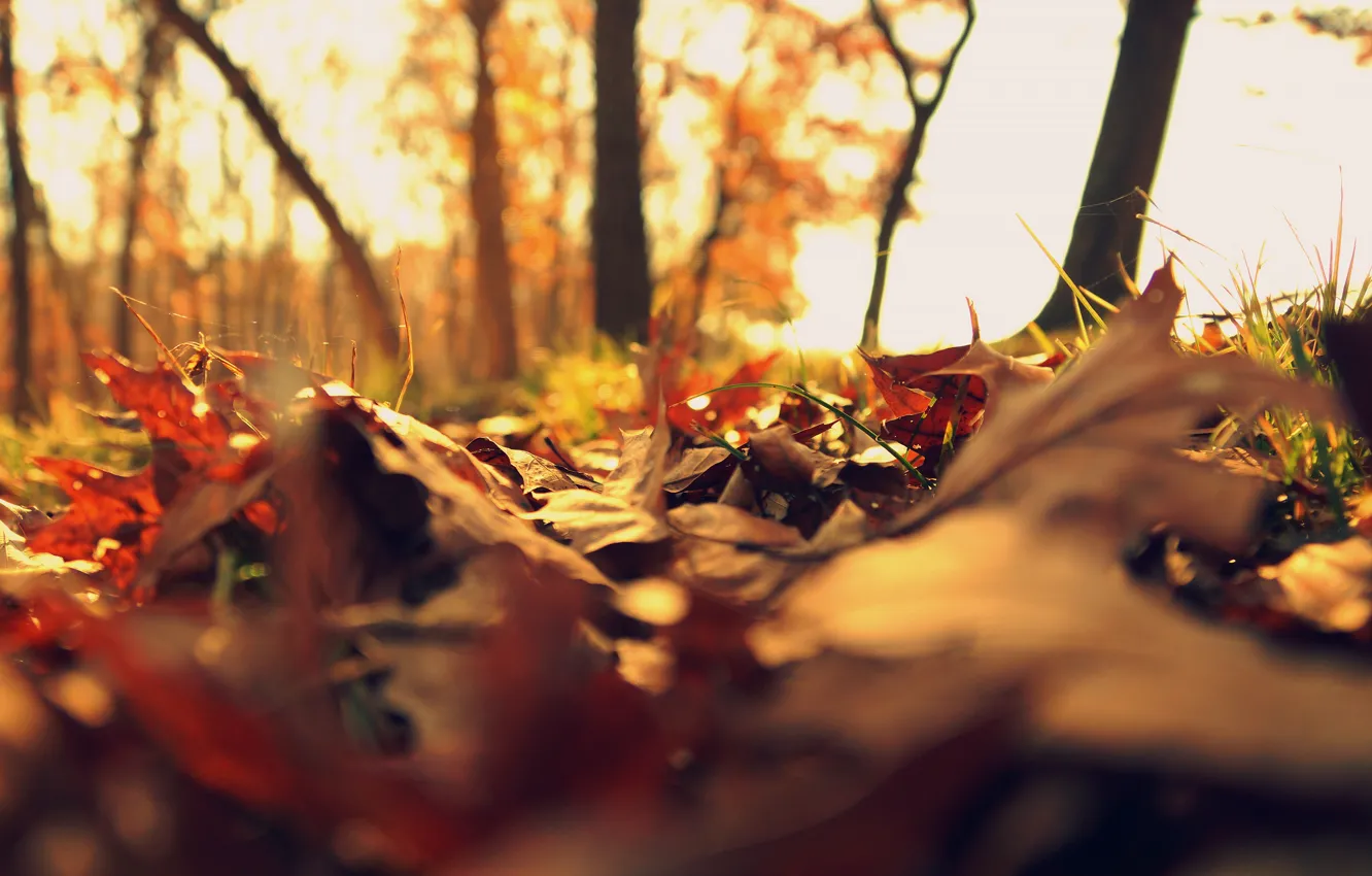 Photo wallpaper autumn, forest, light, branches, Park, glade, yellow, bokeh