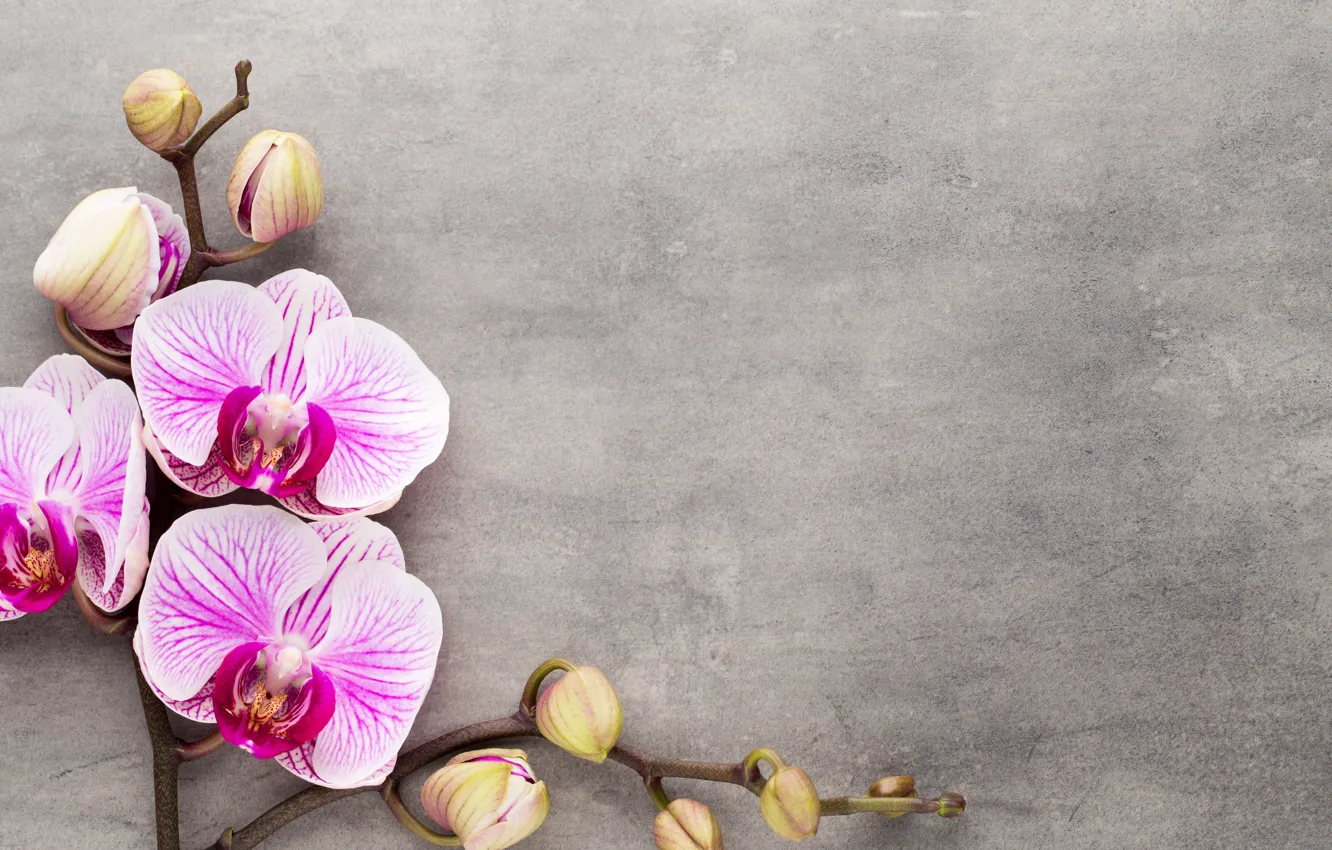 Photo wallpaper Orchid, pink, flowers, orchid