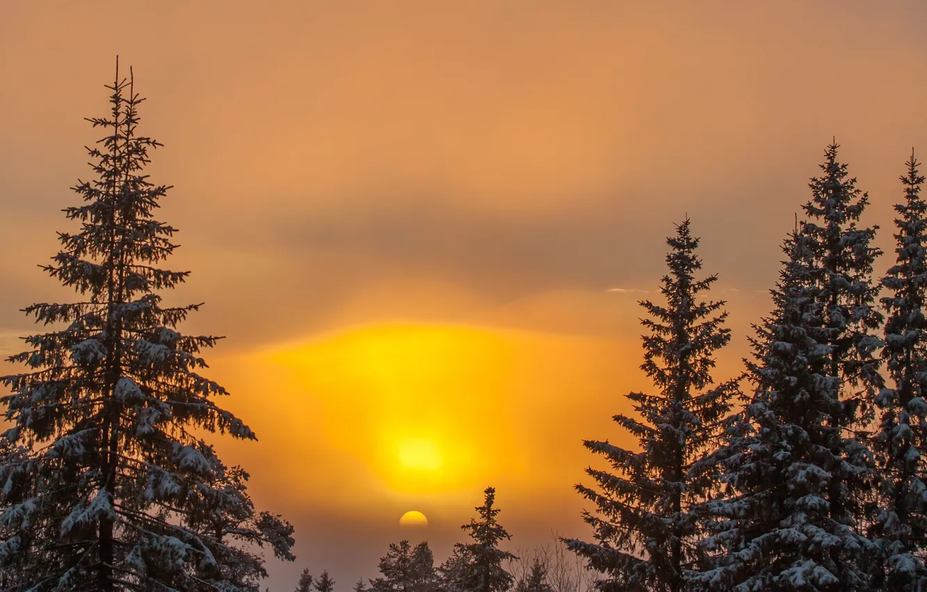 Photo wallpaper winter, the sky, the sun, snow, trees, sunset, nature, background