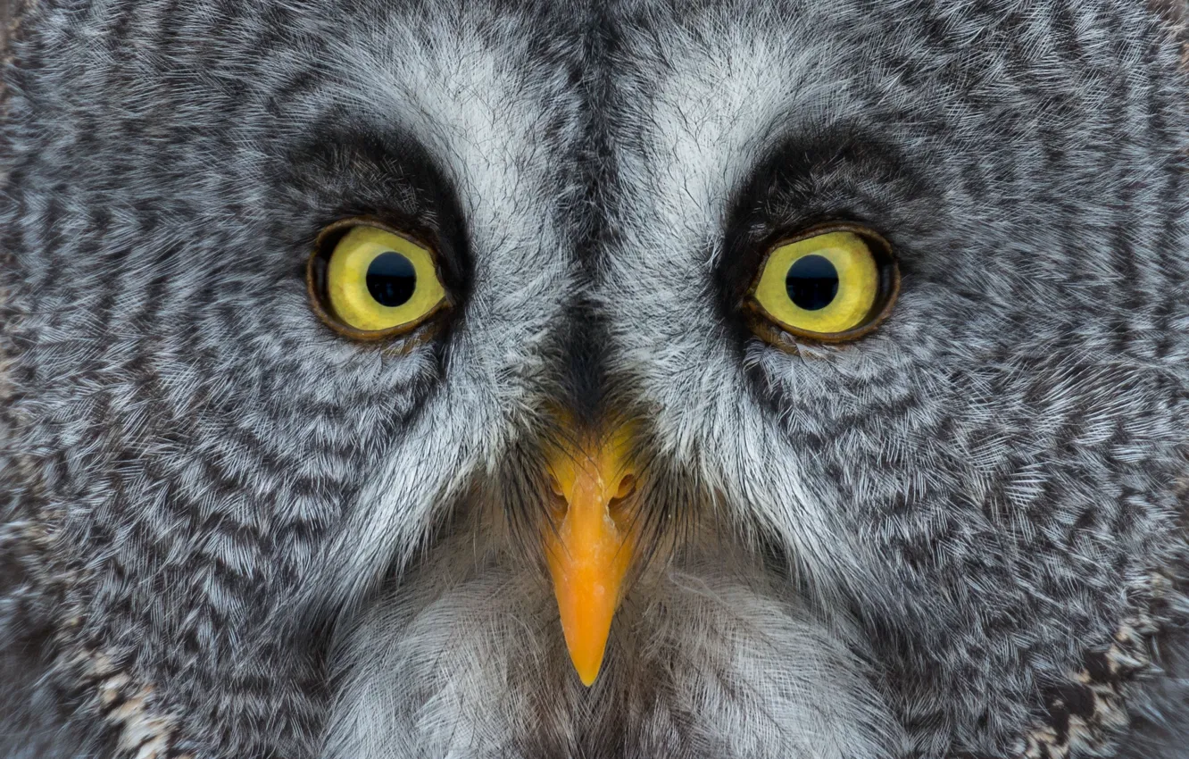 Photo wallpaper owl, bird, portrait