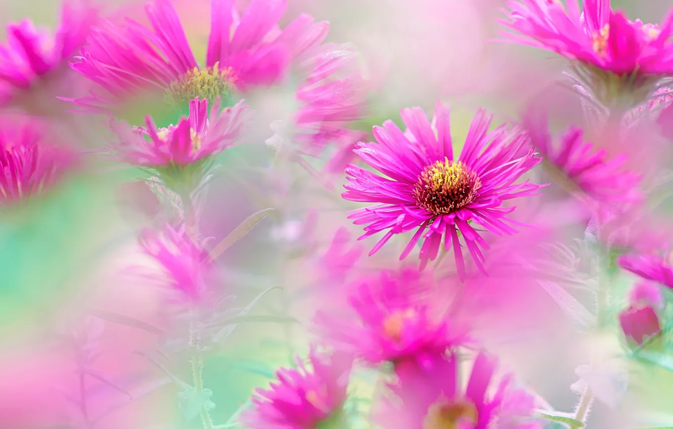 Photo wallpaper flowers, Bush, blur, garden, pink, bokeh, asters