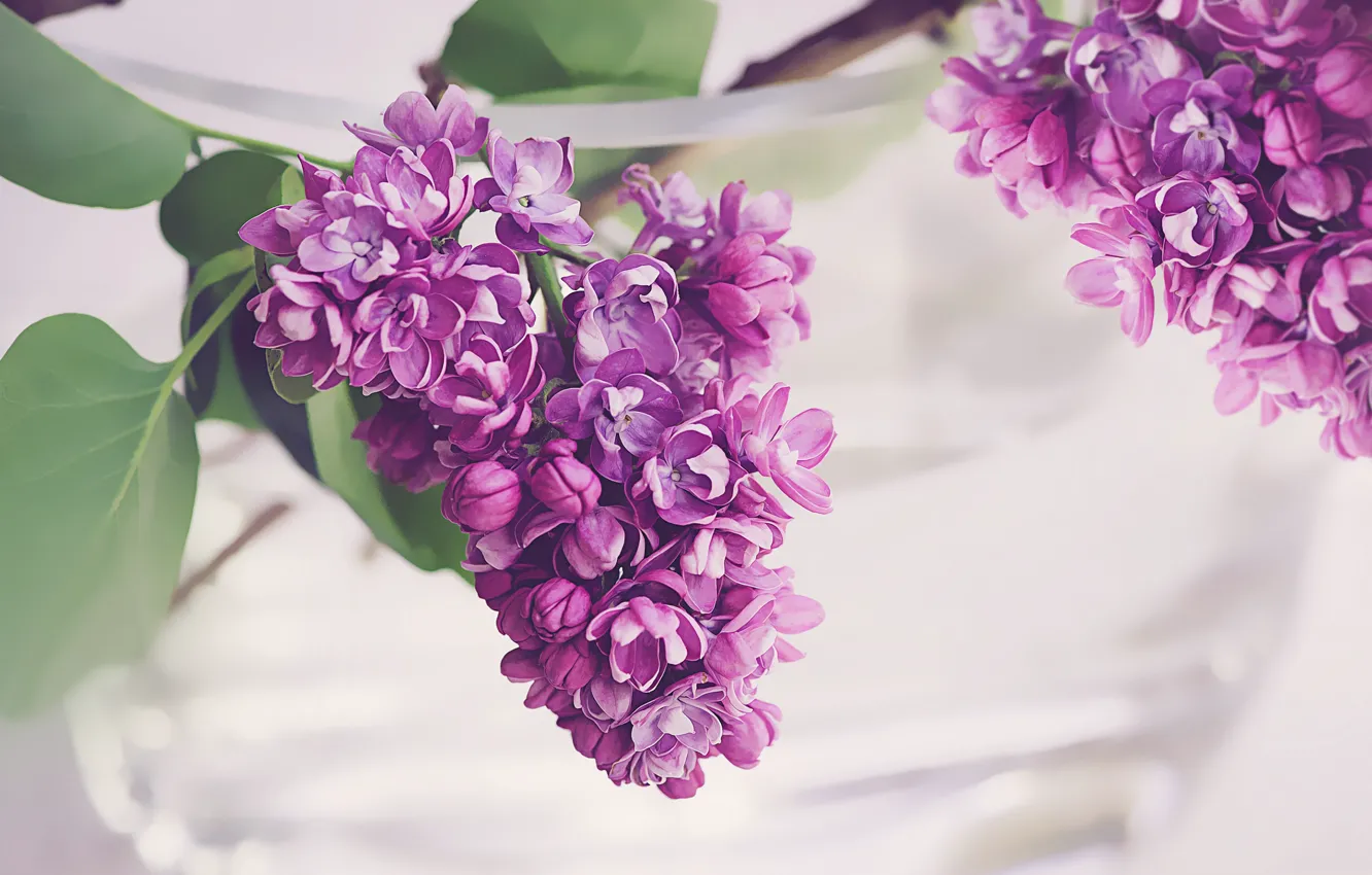 Photo wallpaper macro, spring, petals, lilac, inflorescence