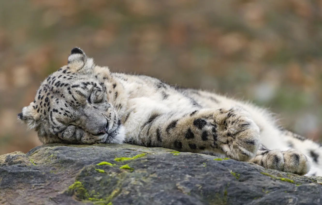 Photo wallpaper cat, stay, stone, sleep, sleeping, IRBIS, snow leopard, ©Tambako The Jaguar