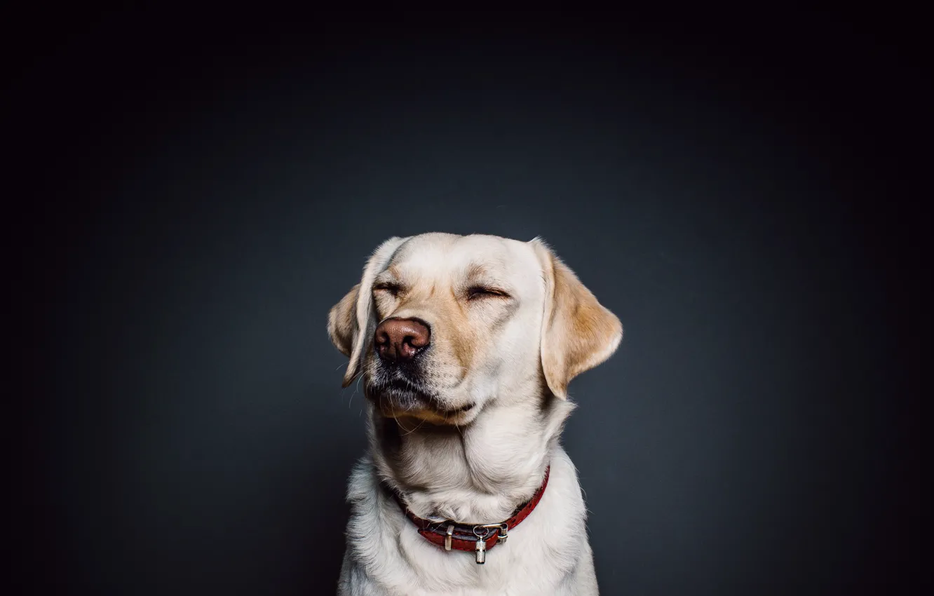 Photo wallpaper dog, collar, black background, Labrador, dog