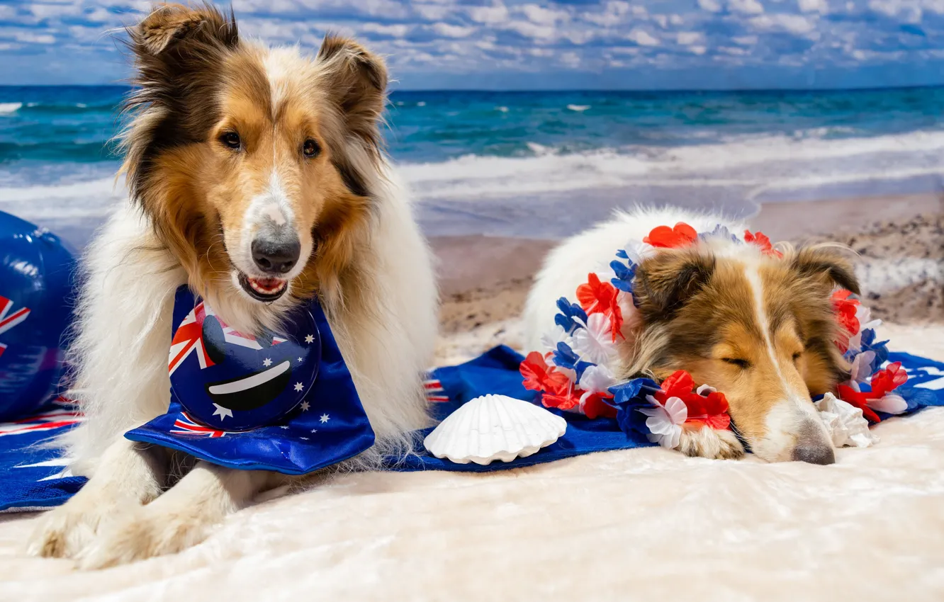 Photo wallpaper sea, dogs, look, face, pose, stay, dog, pair
