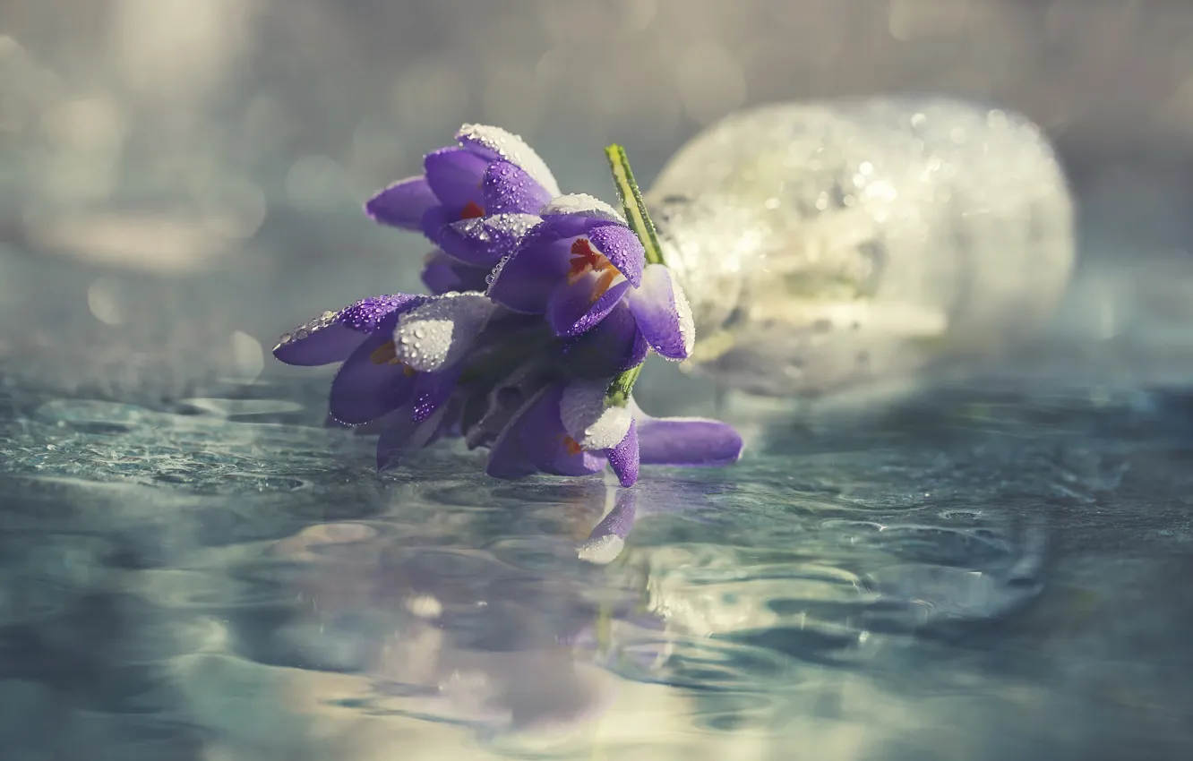Photo wallpaper drops, flowers, Bank