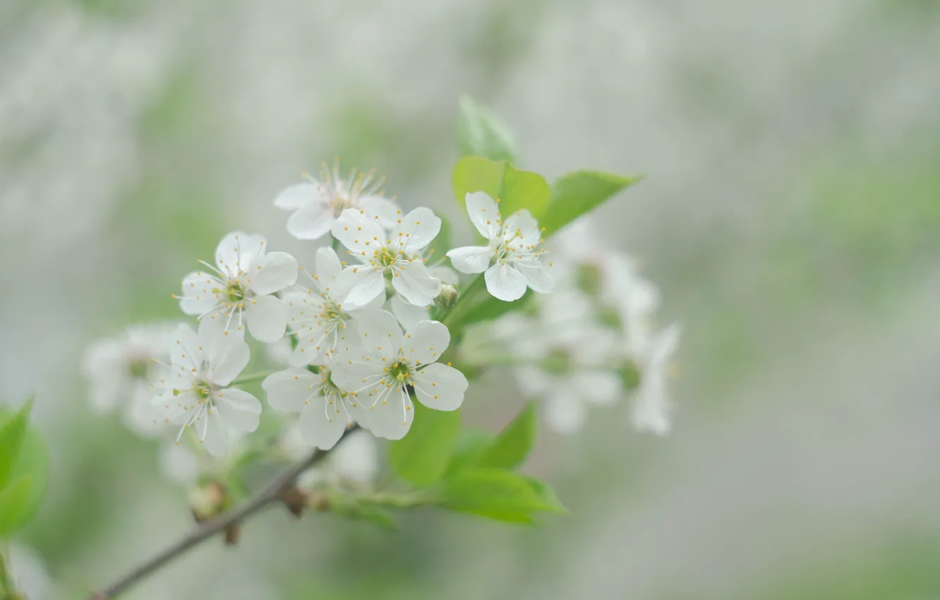Photo wallpaper summer, cherry, branch, flowering, white flowers, cherry blossom