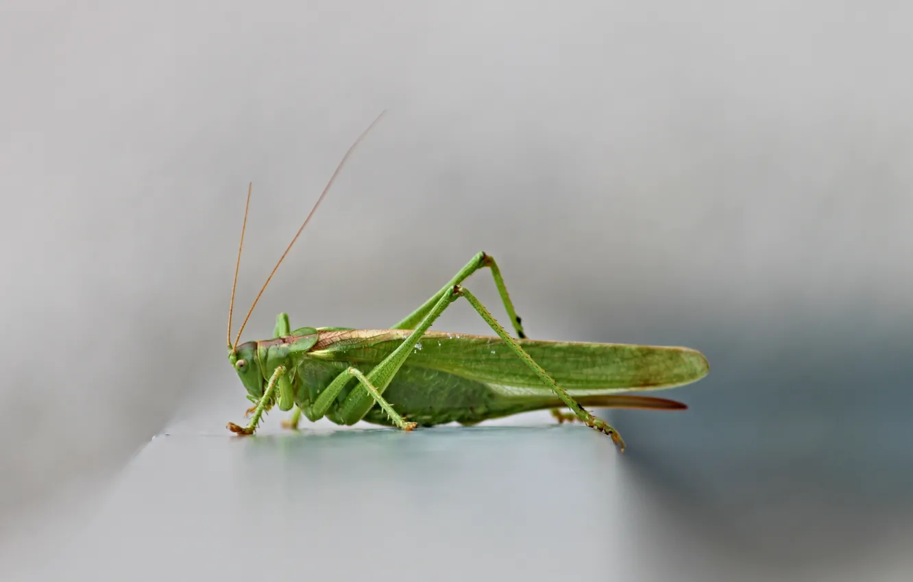 Photo wallpaper close-up, insect, grey background, close-up, gray background, green grasshopper, green grasshopper