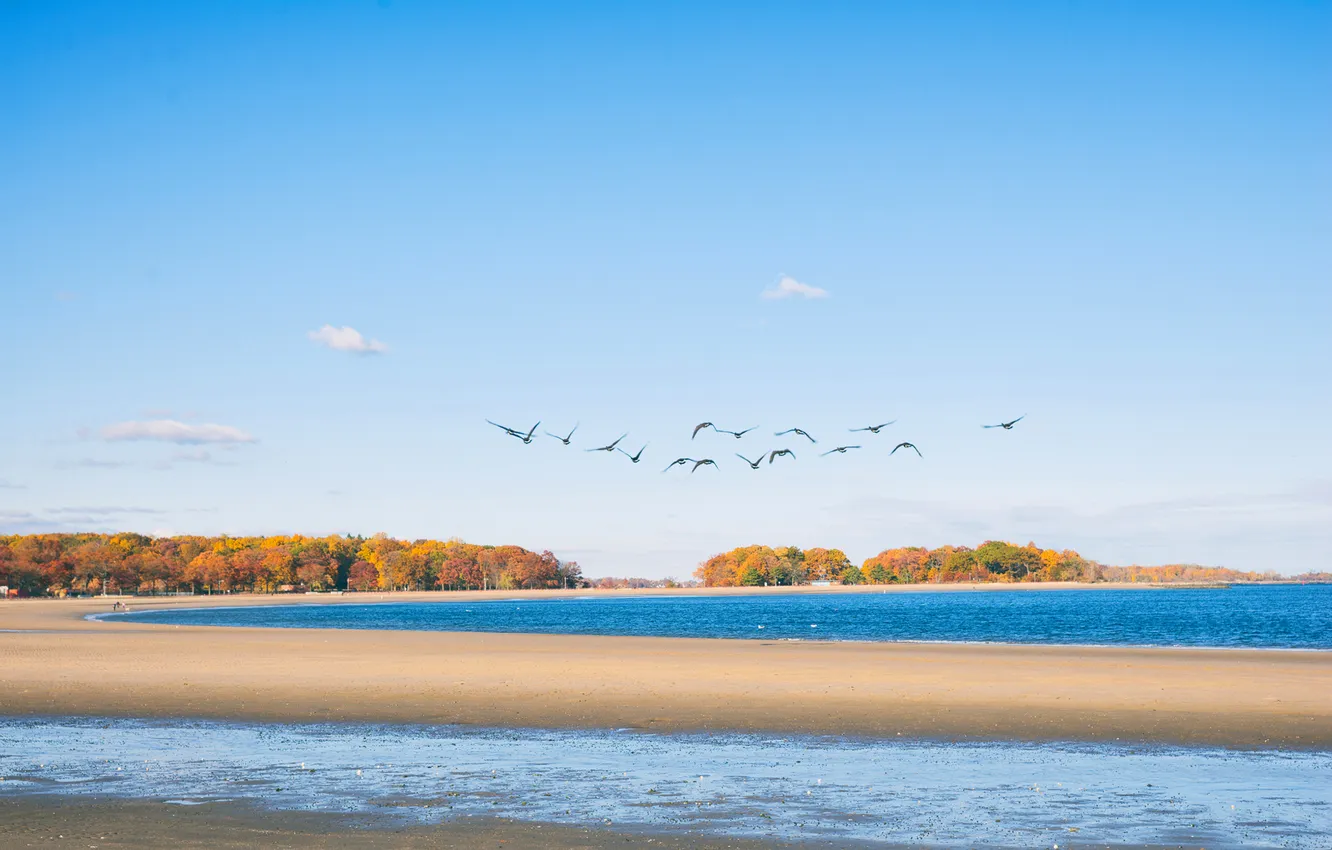 Photo wallpaper autumn, beach, birds, shore, New York, New York, Bronx, Orchard Beach