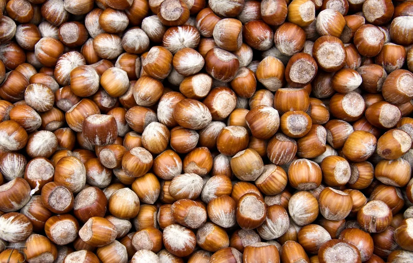 Photo wallpaper food, nuts, a lot