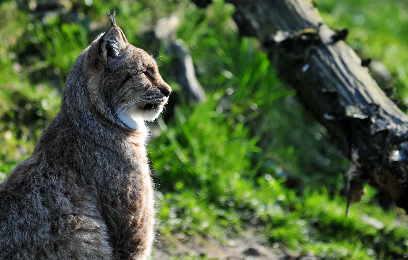 Photo wallpaper cat, profile, lynx
