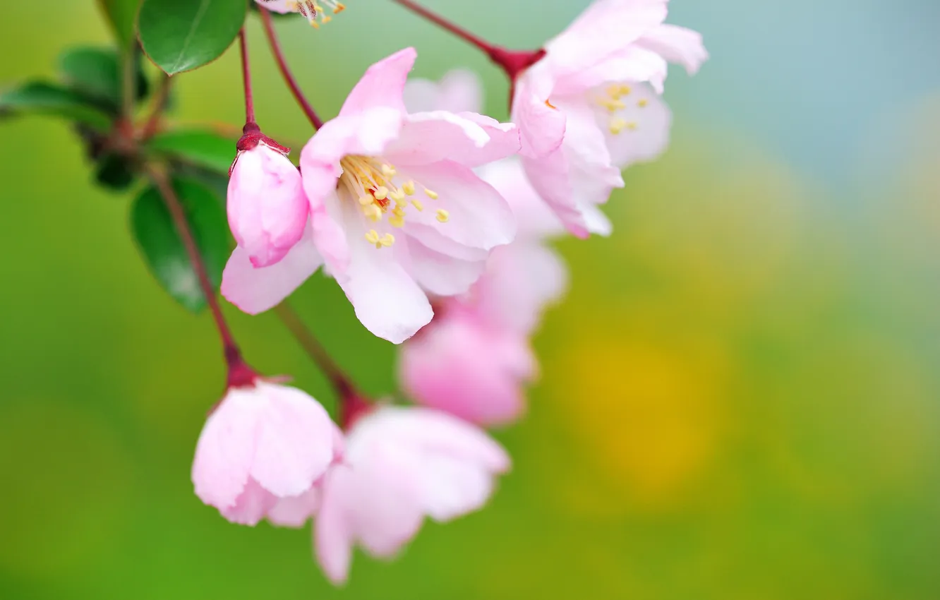 Photo wallpaper leaves, flowers, background, branch, pink