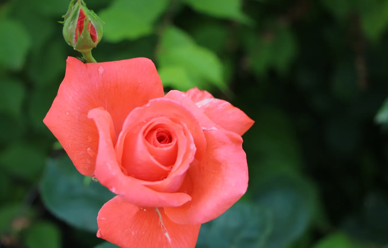 Photo wallpaper leaves, flowers, background, roses