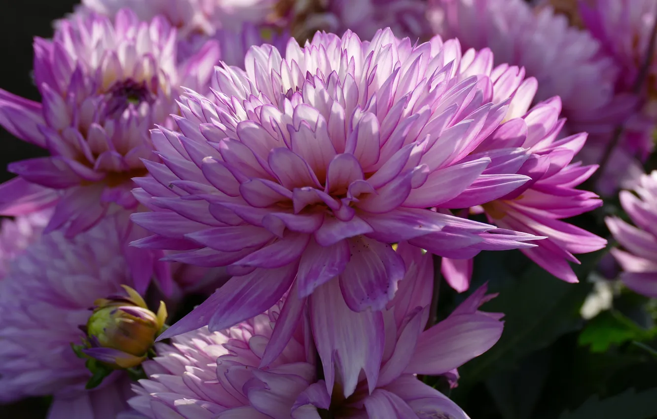 Photo wallpaper macro, lilac, dahlias