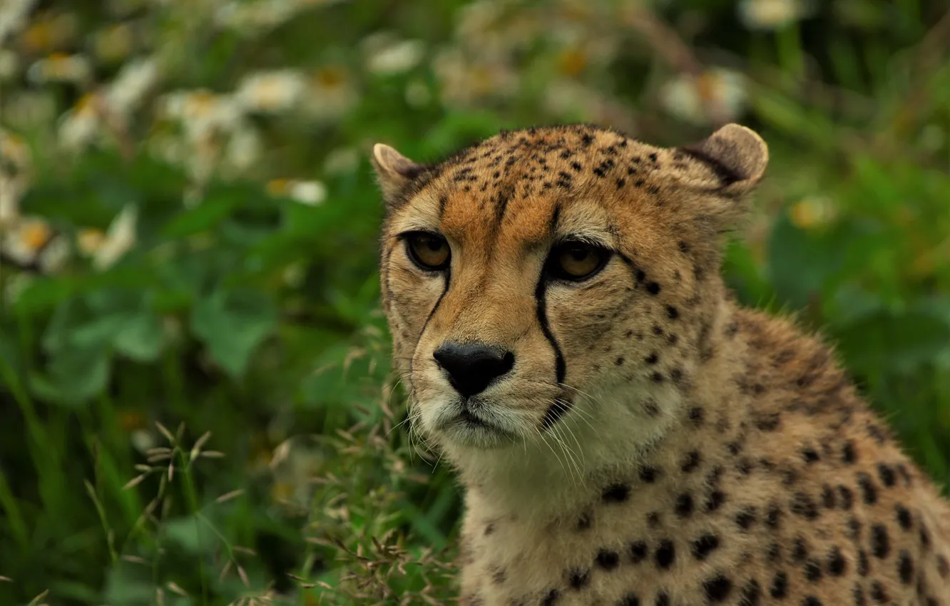 Photo wallpaper look, face, nature, portrait, Cheetah, bokeh