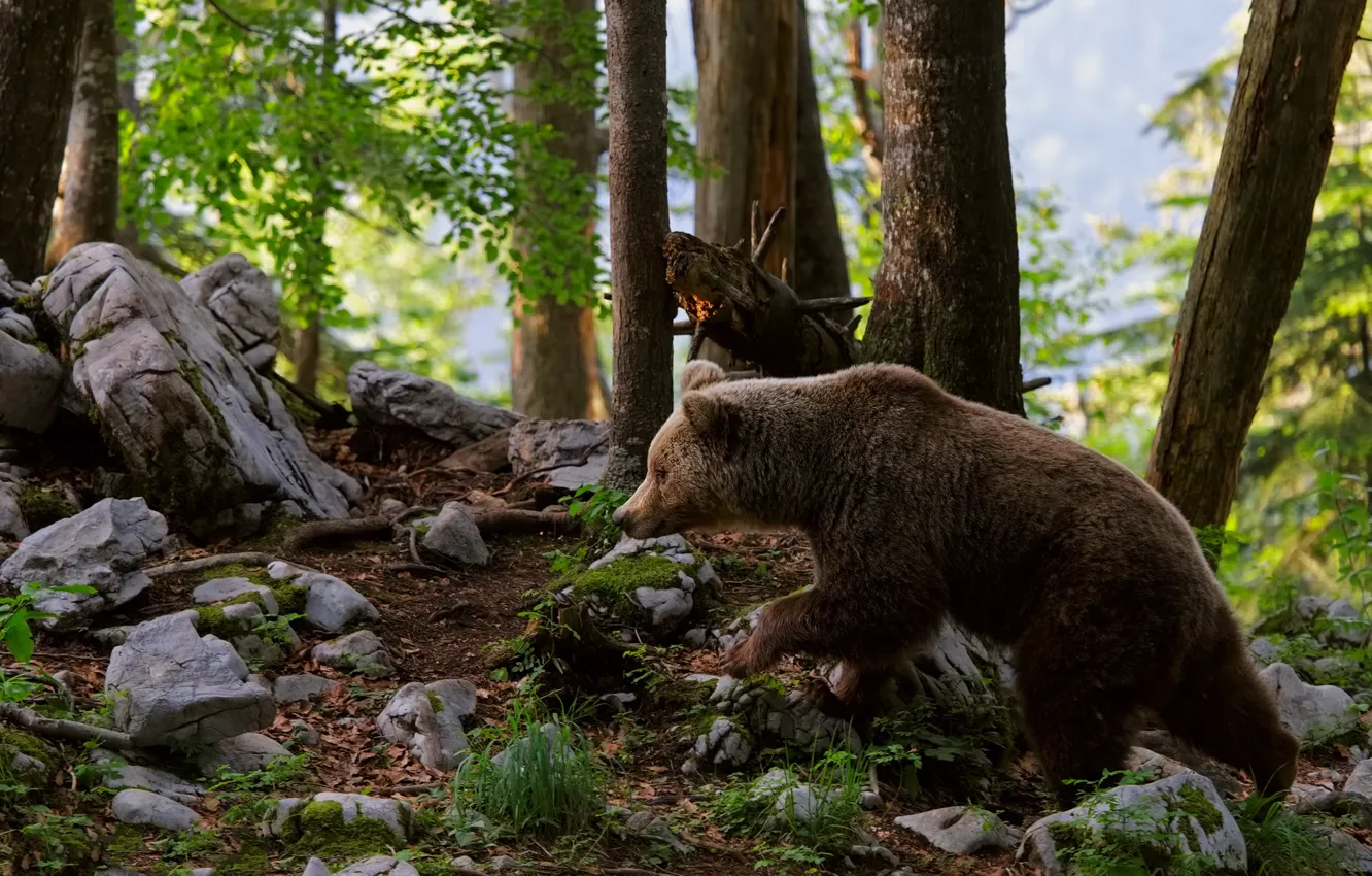 Photo wallpaper forest, stones, bear, profile, bear, young