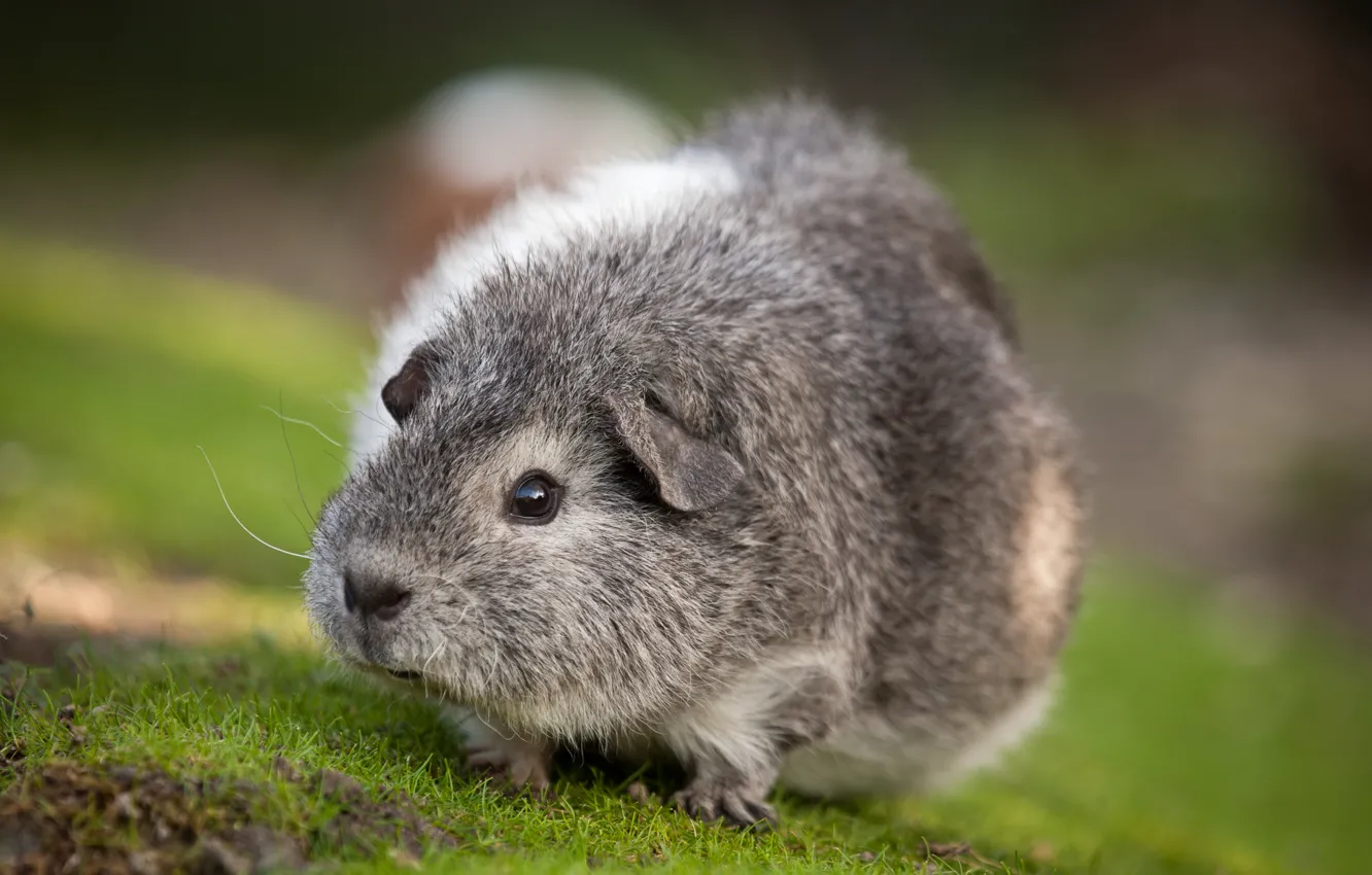 Photo wallpaper grass, Guinea pig, rodent