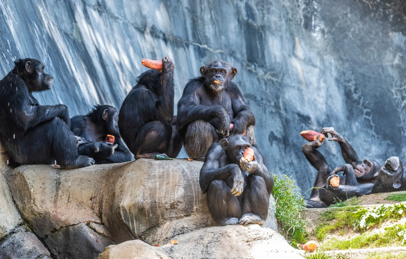 Photo wallpaper stones, background, food, monkey, bokeh, chimpanzees
