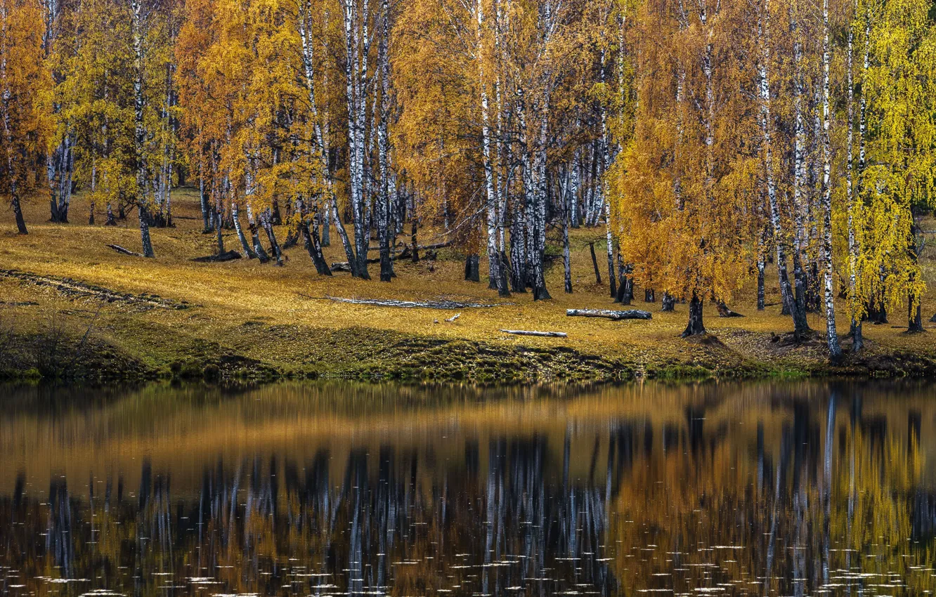 Photo wallpaper autumn, birch, pond