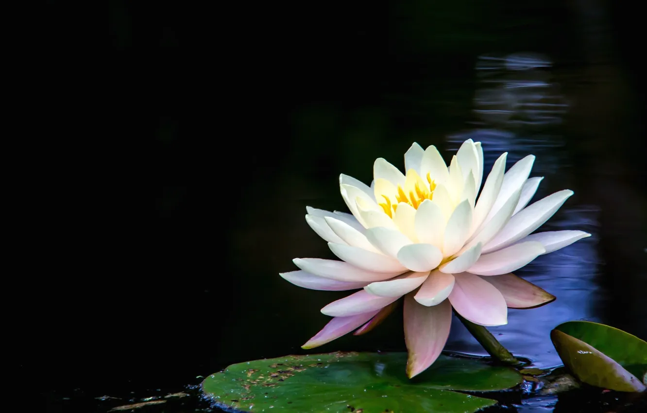 Photo wallpaper flowers, lake, water Lily