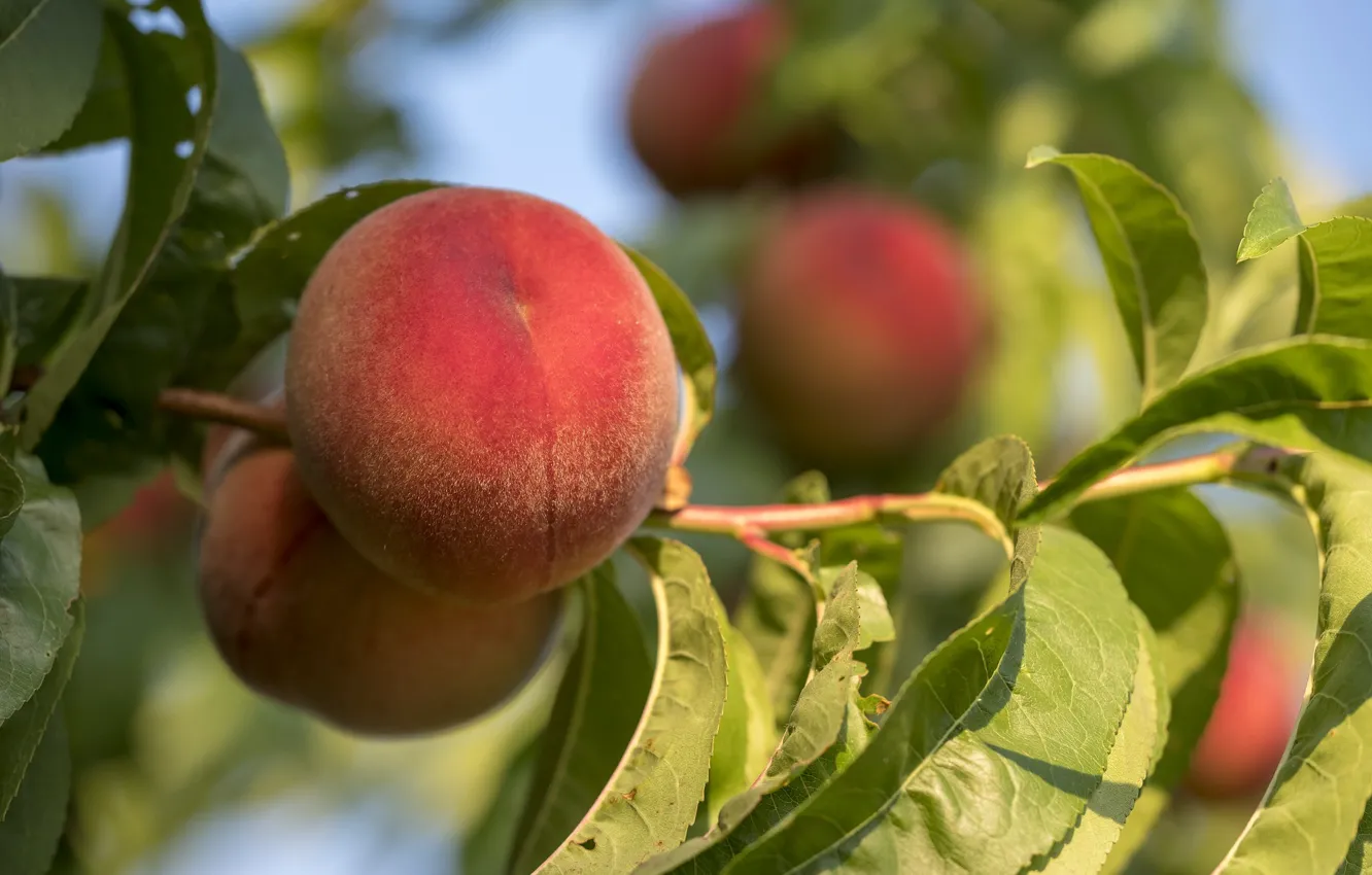 Photo wallpaper trees, nature, peaches