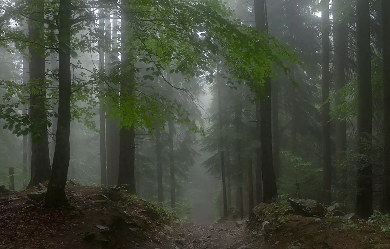 Photo wallpaper forest, trees, nature, fog, path